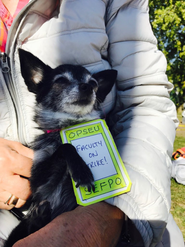 Collegestrike's tweet photo. This little dogger is bone-tired but hanging tough. #dogstrike
#StandWithFaculty #collegestrike https://t.co/QN3IhiwH8V