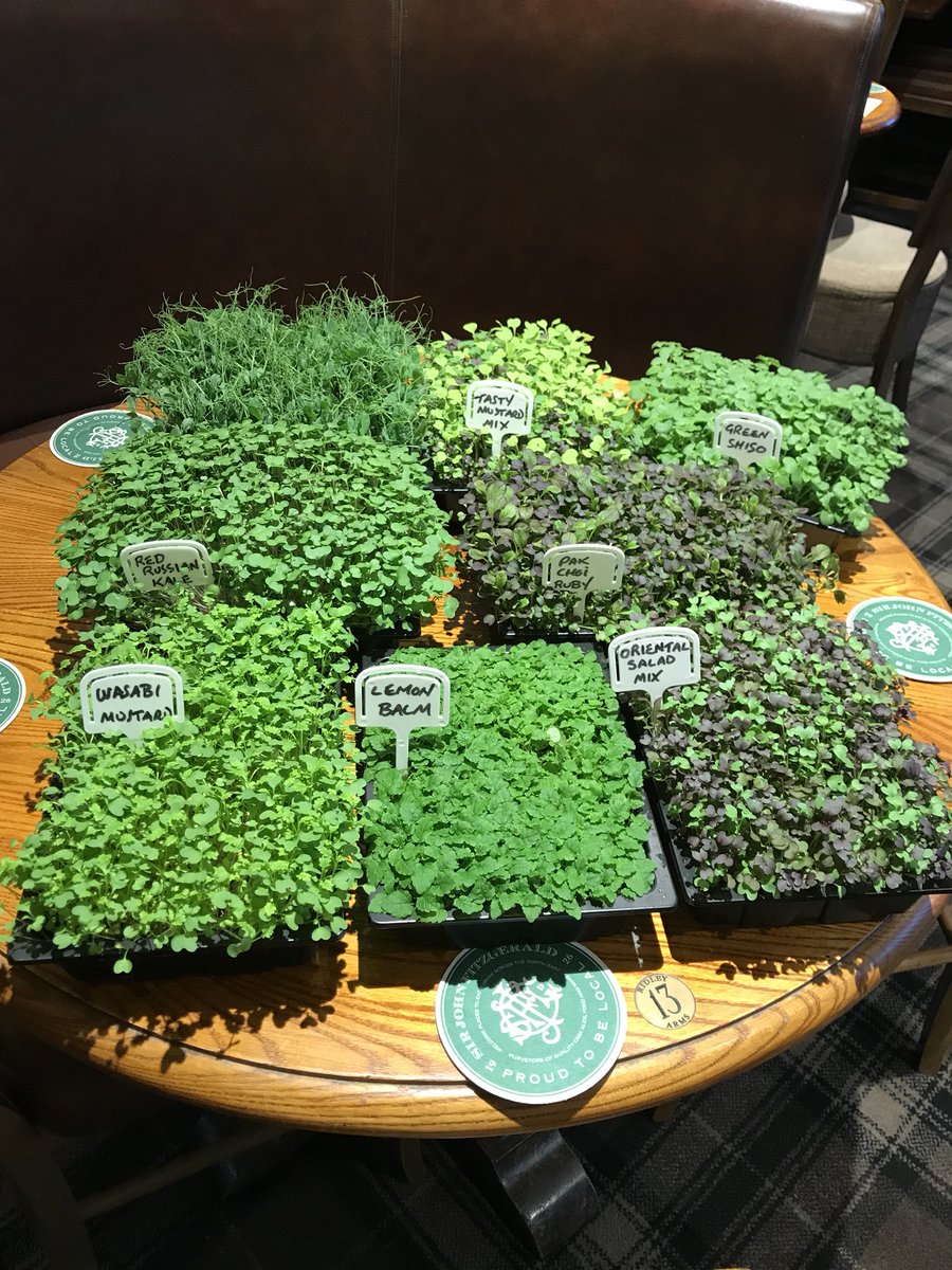 seanmccabe45's tweet image. We are now growing our own salad #pushingboundries #cantgetfresher #SJF