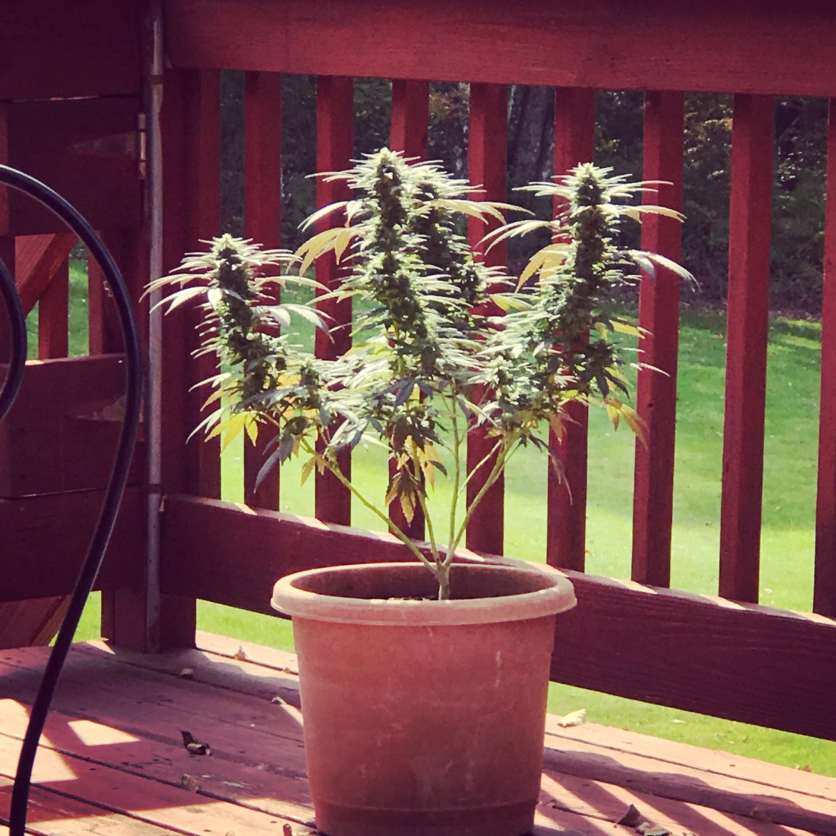 SisterSpliff's tweet photo. #isntshelovely #cannabis #ganja #weed #outdoors #grow #clone #royalflush #peace #love #happiness  #autumn #blueskies #sunnydays #sunnydaze https://t.co/RAdUXxmCyw