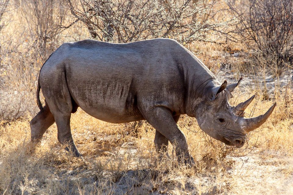 emmavaast's tweet photo. Fascinating questions for #sustainability: Can digital ecosystems save species from extinction? #insy455 https://t.co/oZUyDBj7cr @GreenBiz https://t.co/yqLnEzI3kl