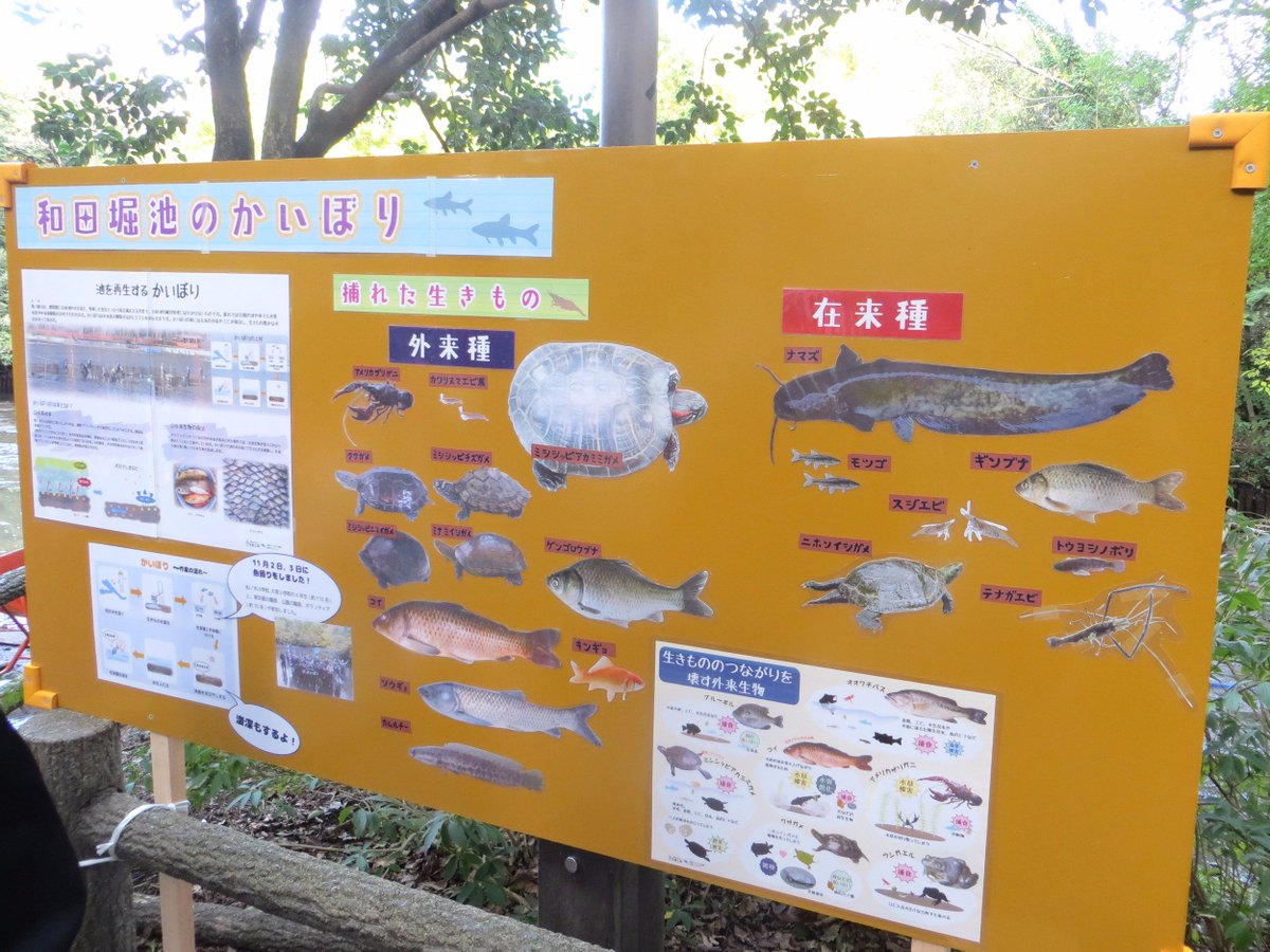 ささみ 久々の和田堀池 かいぼり の真っ最中でした 2月に 生物多様性保全整備工事 で池の水排水したばっかりなのに あの時は生きものの選別はしなかったのかな 水が戻るのは2月末 今日はカワセミはもちろん 鳥っこ一羽いない 17 11 03 和田堀 ささみ 久々の和田堀池 かいぼり の真っ最中でした 2月に 生物多様性保全整備工事 で池の水排水したばっかりなのに あの時は生きものの選別はしなかったのかな 水が戻るのは2月末 今日はカワセミはもちろん 鳥っこ一羽いない 17 11 03 和田堀