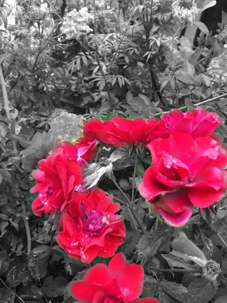 Diego13442957's tweet photo. #chscolor https://t.co/OATYdVsZTI