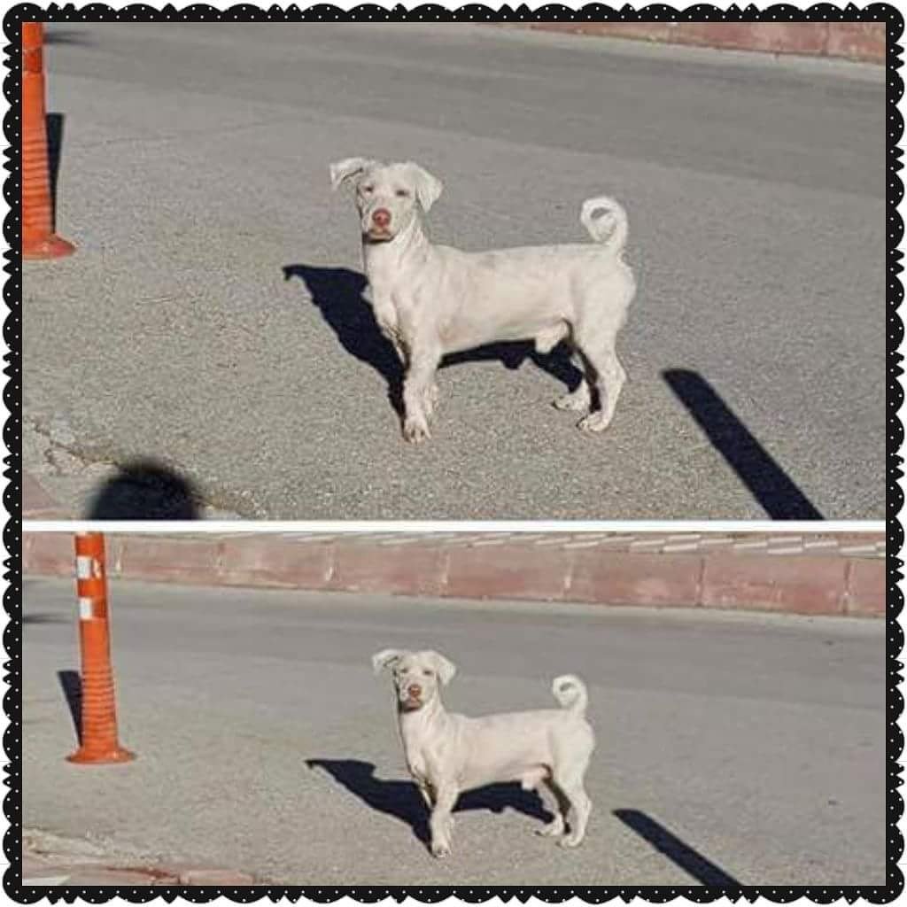 TRASLI MİNİK IRK EVLAT BULUNUP KISA BIR SÜRELİĞİNE KORUMAYA ALINDI.ÇOK ACIL SAHIBI GEÇICI KALICI YUVASI ARANIYOR. 
ANKARA 
0533 265 51 60