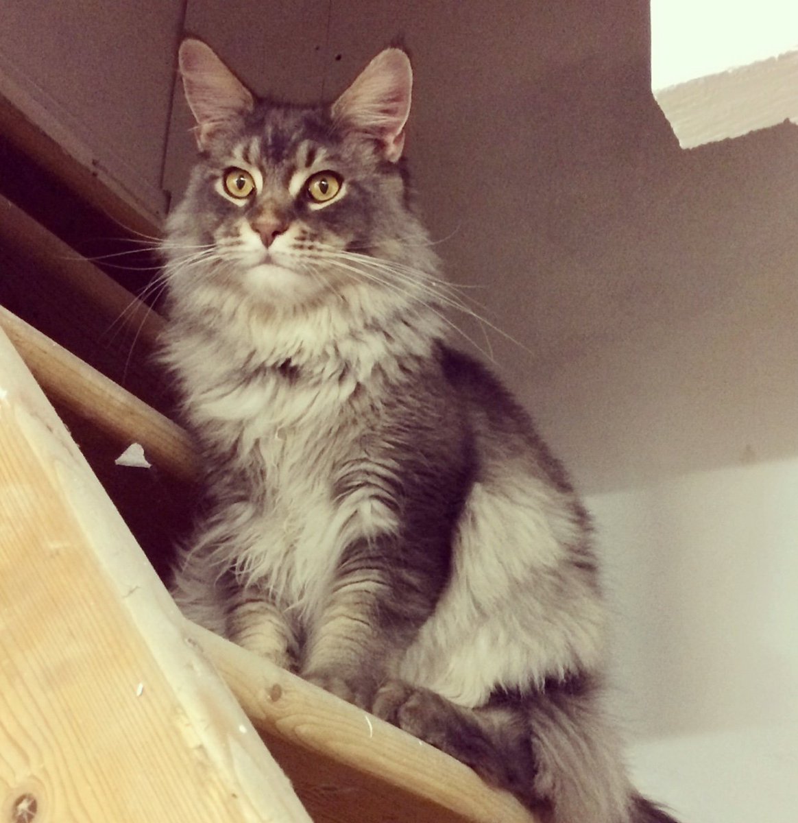 PolyStudioShop's tweet photo. Non, je ne bosse pas toute seule, j'ai un contremaître qui supervise l'emballage des colis.
#chat #entrepôt #colis #emballage #polymère https://t.co/cygkL0Znzu
