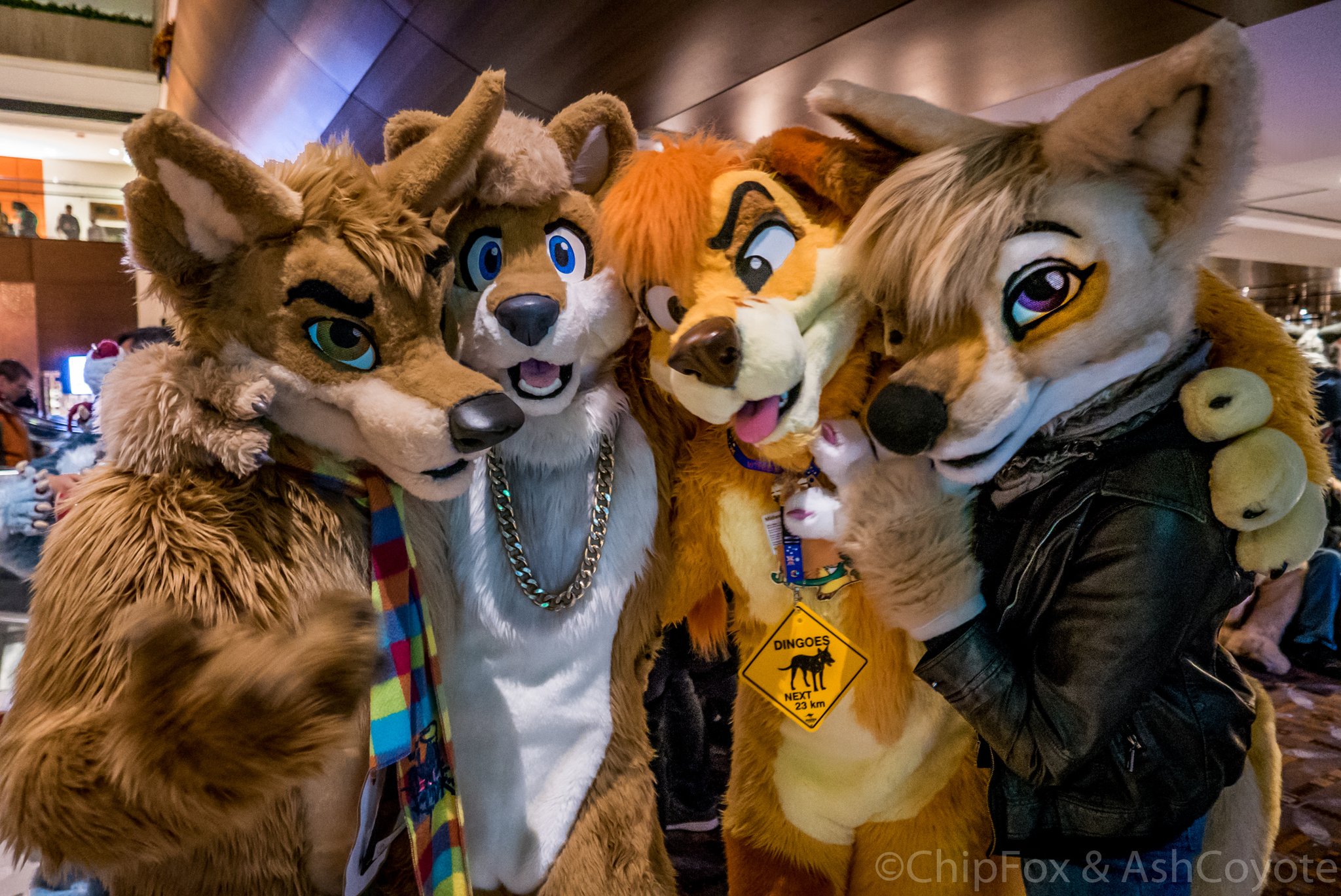 Furry cosplay. Фурсьют Динго. Фурри косплеер. Фурсьют лисички 18. Winfox фурсьют лиса