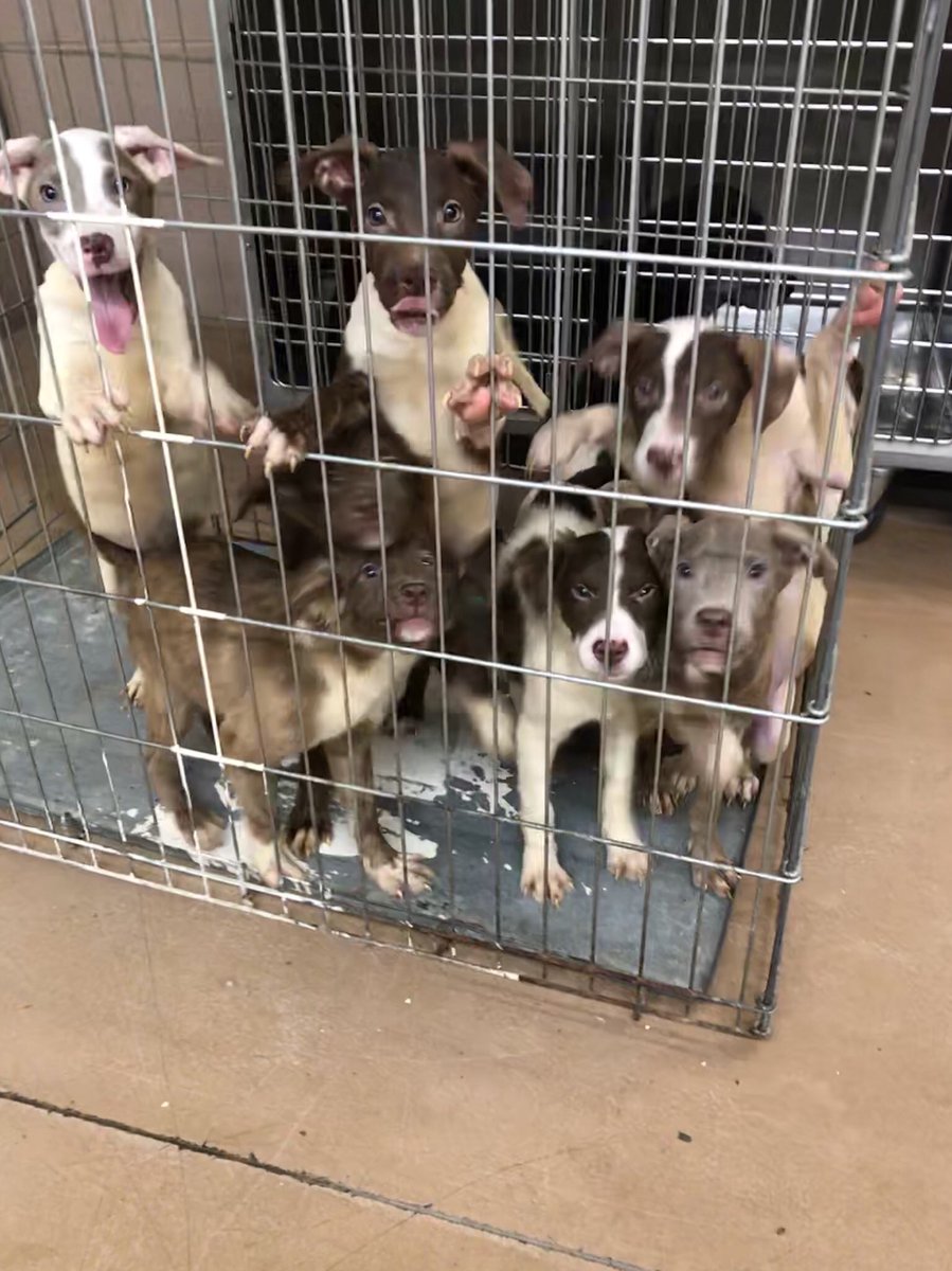 pandaaa24's tweet photo. Help!! I pulled them out of a shed while assisting officers search property a few weeks ago. One of the worst situations I’ve seen. ADOPT RT https://t.co/tO0XqyfHwH