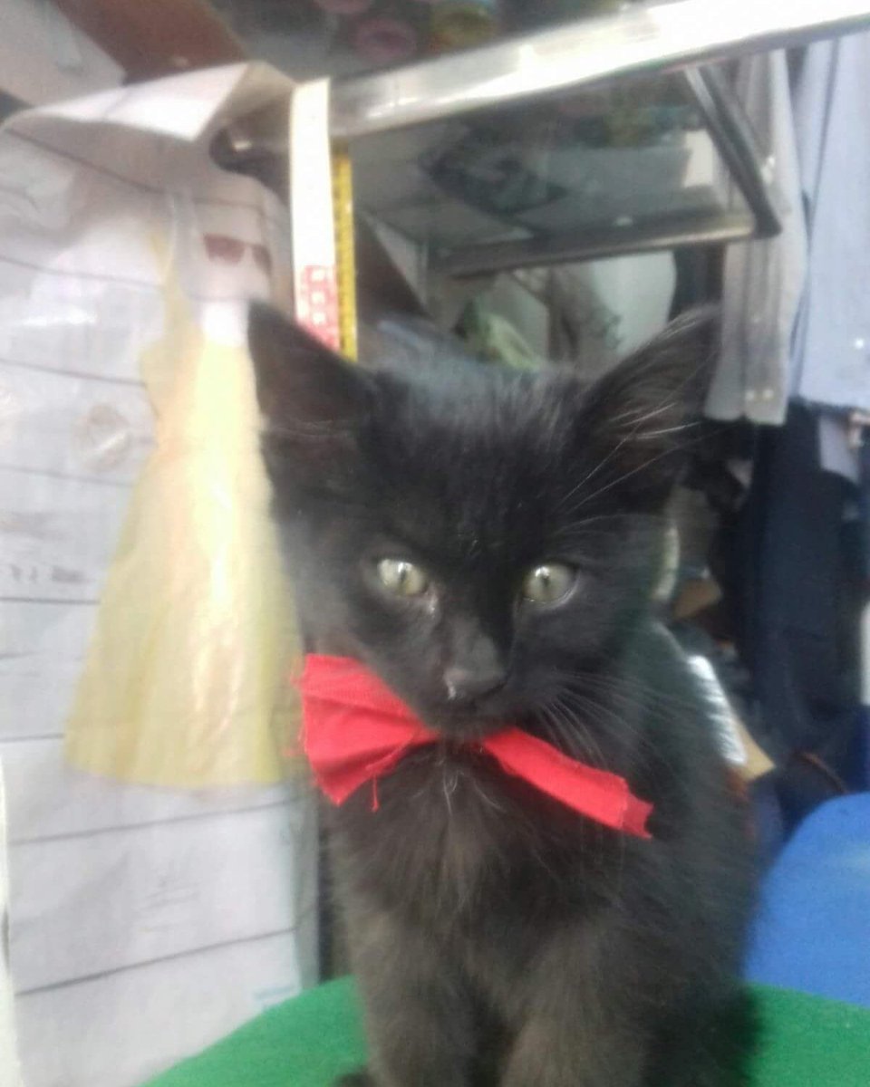 BU YAVRUMUZUN ACİLEN GEÇİÇİ YA DA KALİCI YUVAYA İHTİYACI VAR LÜTFEN YARDIM ELİNIZİ UZATIN SOKAKLARA GERİ DÖNMESİN
ANKARA
05435391510