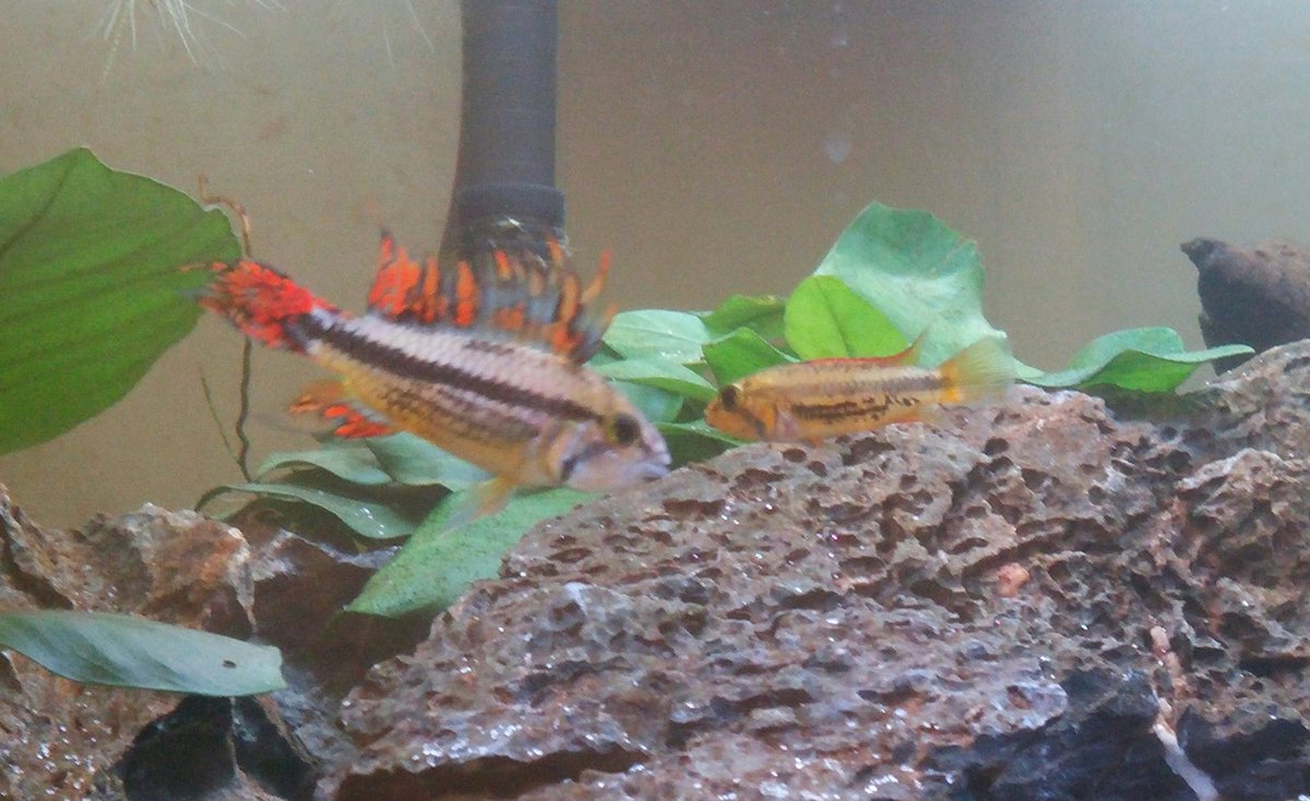 ThatPetLife's tweet image. New additions at TheMisfitZoo, they settled in so well they are expecting their own new additions 😱 #fishbabies #firstfry #apistogramma