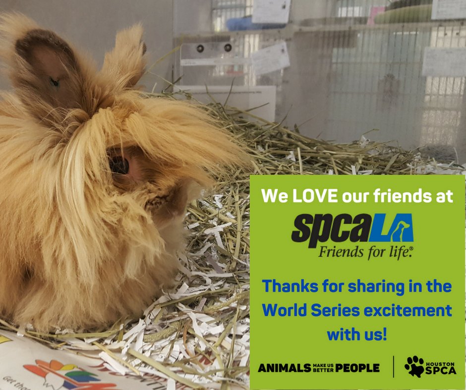 HoustonSPCA's tweet photo. @spcaLA @astros @Dodgers Y'all are the best! Let's do this again next year 😉 #CuteBattle #FortheAnimals! https://t.co/3MOCXxxKri