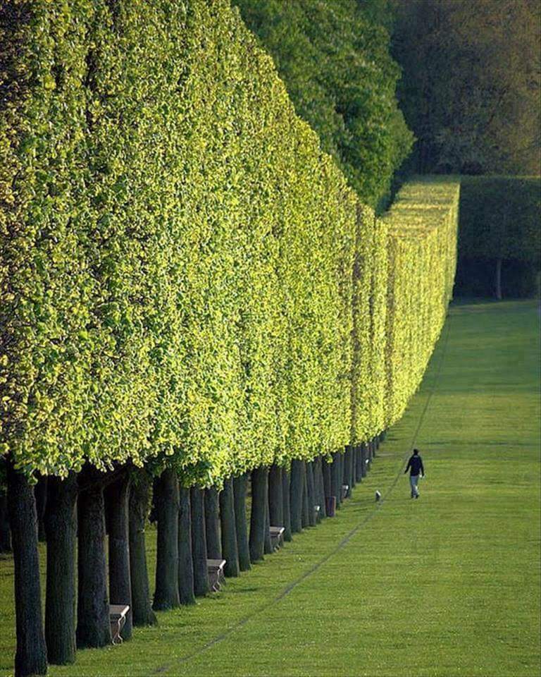 sssssiiidd's tweet photo. Wall of tree....Paris https://t.co/sgDFFbqxIb