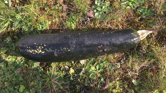 itvnews's tweet photo. Unexploded Second World War bomb confirmed to be huge courgette 🥒🥒🥒
https://t.co/WoNulHFpYR https://t.co/aDyiNwRny4