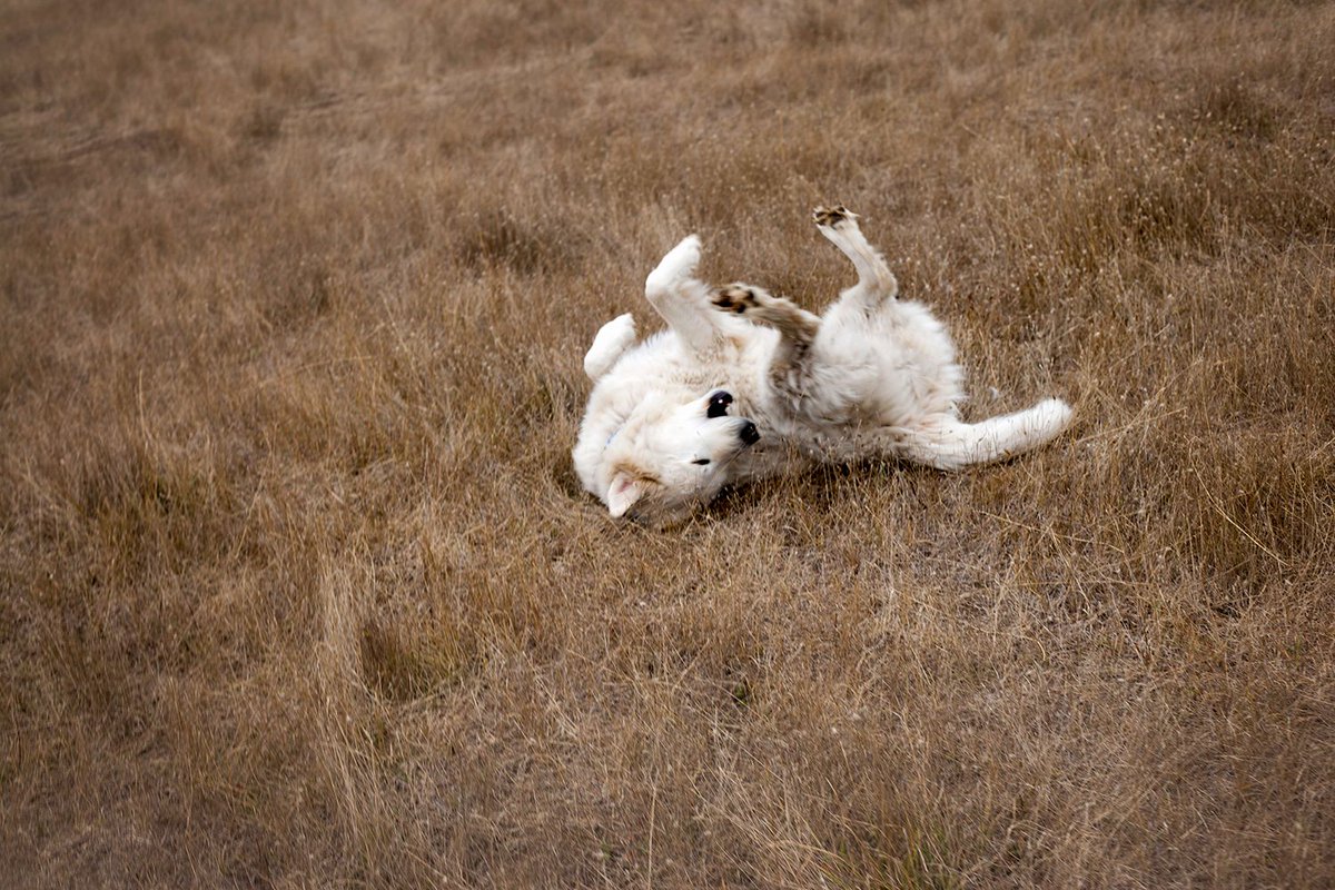 A little bit of a romp, followed by a roll in the grass...soaking up the goodness of #autumn!
#willowwittranch #farmdogs #sustainablefarm