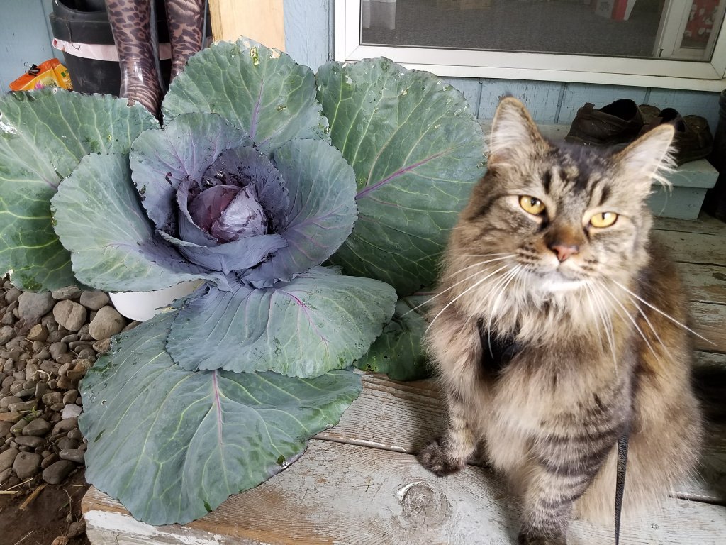 Enjoying the Harvest ~ Homegrown Galumpkis abundantlifeak.wordpress.com/2017/11/03/enj…