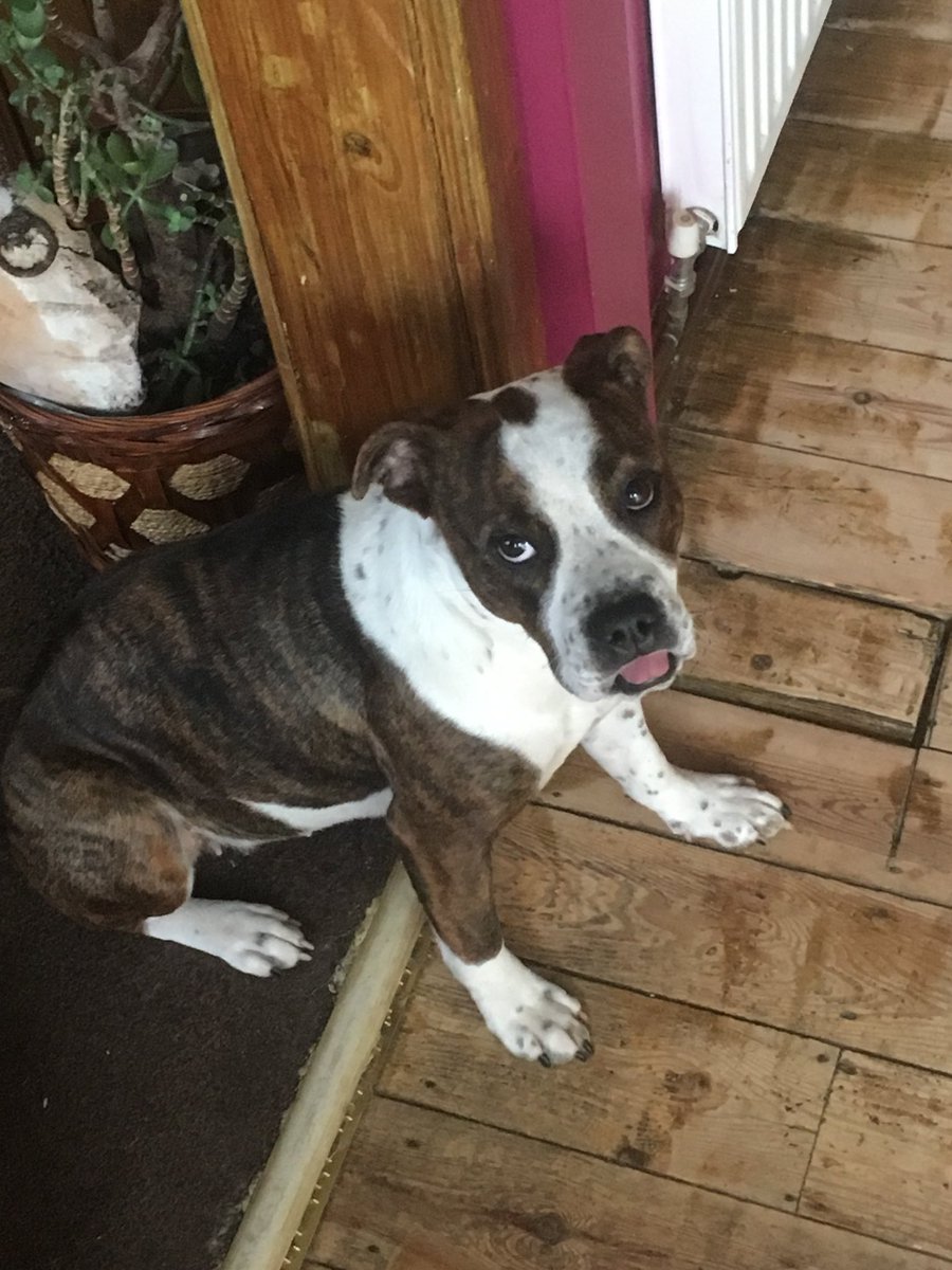 liveforquote's tweet image. Watching mumma decorating love being by her side #bulldogtongue ##BulldogPride  #StaffordshireBullTerrier  #crossbreedlovers  #animallovers