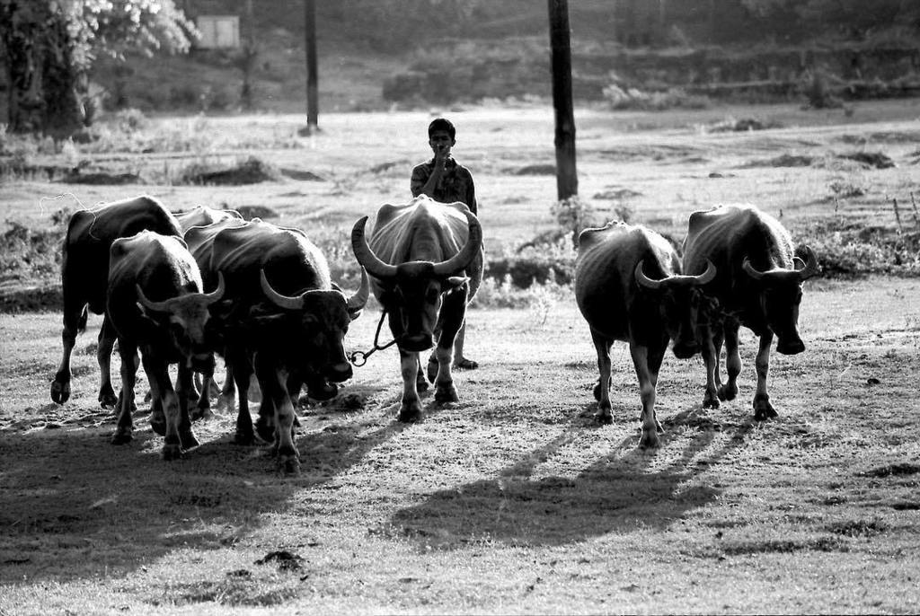 alecolizzi's tweet photo. #srilanka #blackandwhitephotography #Street #streetphotography #documentary #travel #blackandwhite #documentarypho… https://t.co/EI6WJ6AQAZ https://t.co/k3F6Ah9jGC