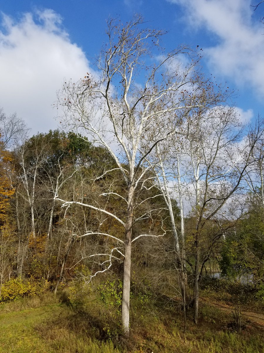 ChuckCowley's tweet photo. Amazing McCloud Nature Park in Hendricks County, Indiana. A great place to catch the last bits of Fall color. https://t.co/abpQ9iOvOO