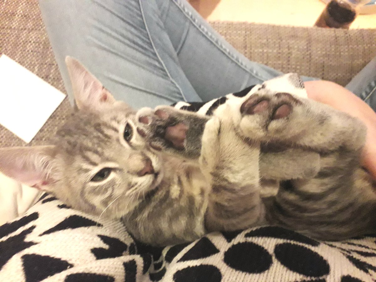 nadbie's tweet photo. Either his feet smell or he's trying to eat them. You decide! 😸 https://t.co/tAfwV2ZhH9