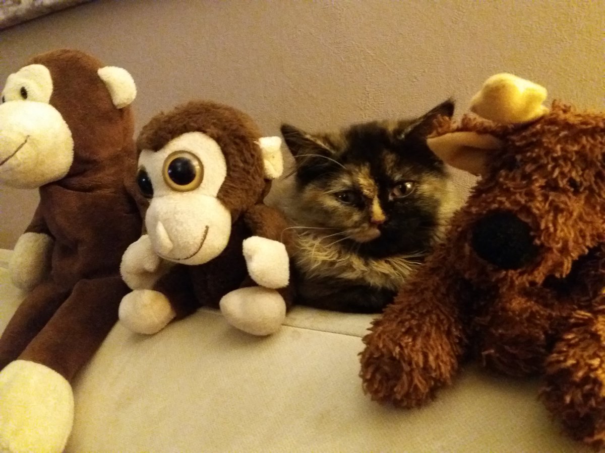 ilvythecat's tweet photo. Me and my friends.
#CatsOfTwitter #kitten #Katze #Katzenbilder #Meow #cats https://t.co/sapV75TpnN