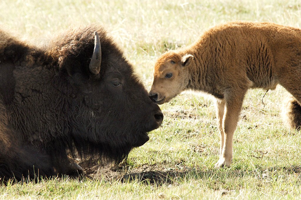 SenPatRoberts's tweet photo. Today is #NationalBisonDay. Proud to cosponsor a bill in the Senate designating this day to celebrate America's National Mammal. https://t.co/Ic0I8abBuI