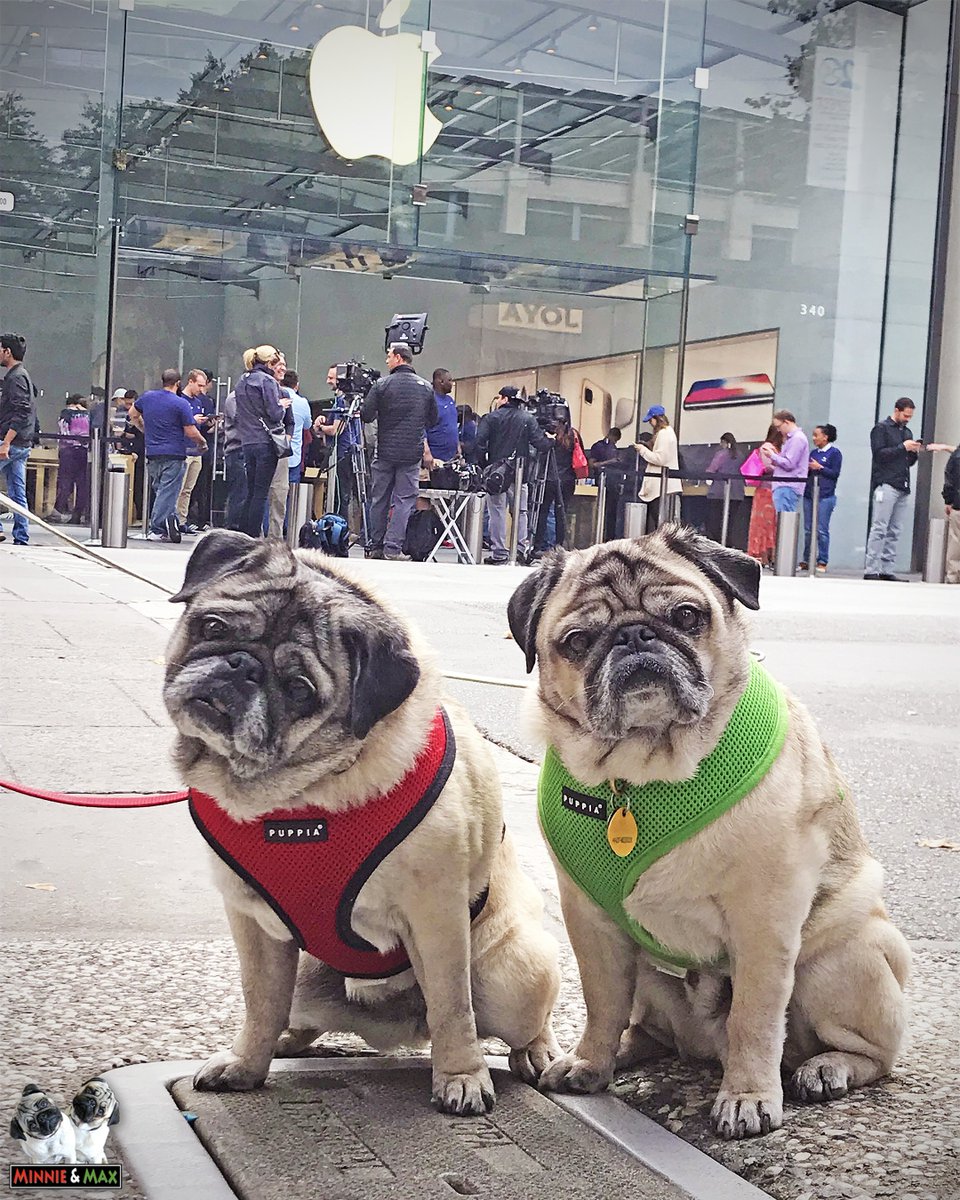 "Can we borrow $999?" 
<a href="/Apple/">Apple</a> <a href="/cityofpaloalto/">City of Palo Alto</a> #iphoneXlaunch #iPhoneX #pug
