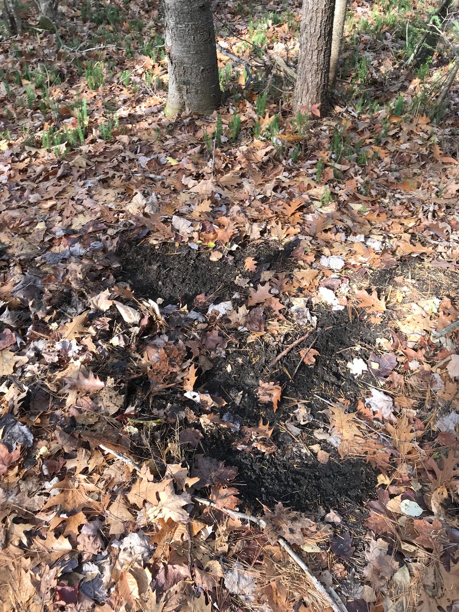 Jeff Hesketh tweet media