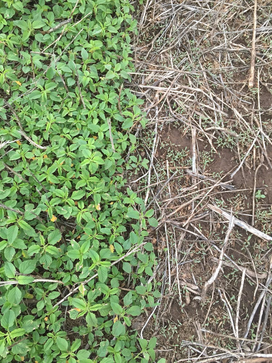 La importancia de tomar dimensión del banco de semillas presente en el lote, para no fallar en la estrategia a seguir en el manejo de Amaranthus.
🌱🌱🌱