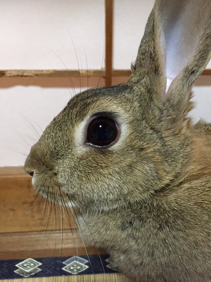 ちぃ Na Twitteru まつ毛が可愛い 雑種の穴うさぎで 耳が長く 顔も長い 動物病院で ネズミみたいな子だね って言われたしw しかし 美人さん って どの飼い主も親バカになるよねー うさぎ うさぎ好きさんと繋がりたい 穴うさぎ