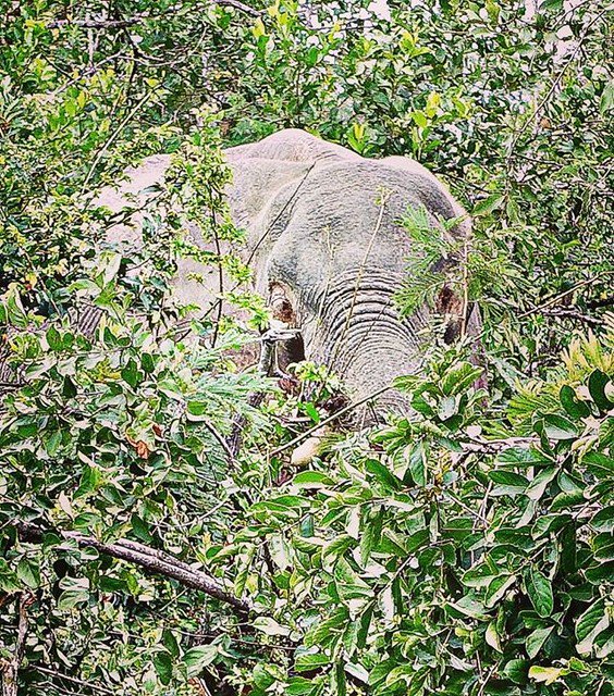 ghilliesuitshop's tweet photo. Reposting @meraki.myr:
#magiclook #someyes #elephanteyes #unosojos #elephant #wildlife #wildlifephotograph #wildsouthafrica #southafrica https://t.co/VkNy80sRsJ
