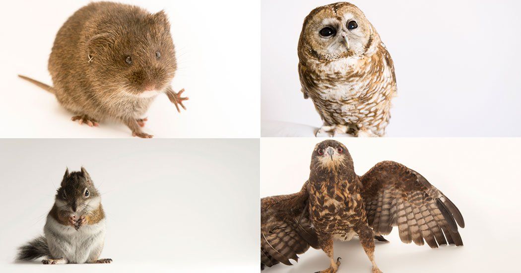 Natural disasters caused by #climatechange put #endangeredspecies in even more serious spots. buff.ly/2xWTfoh