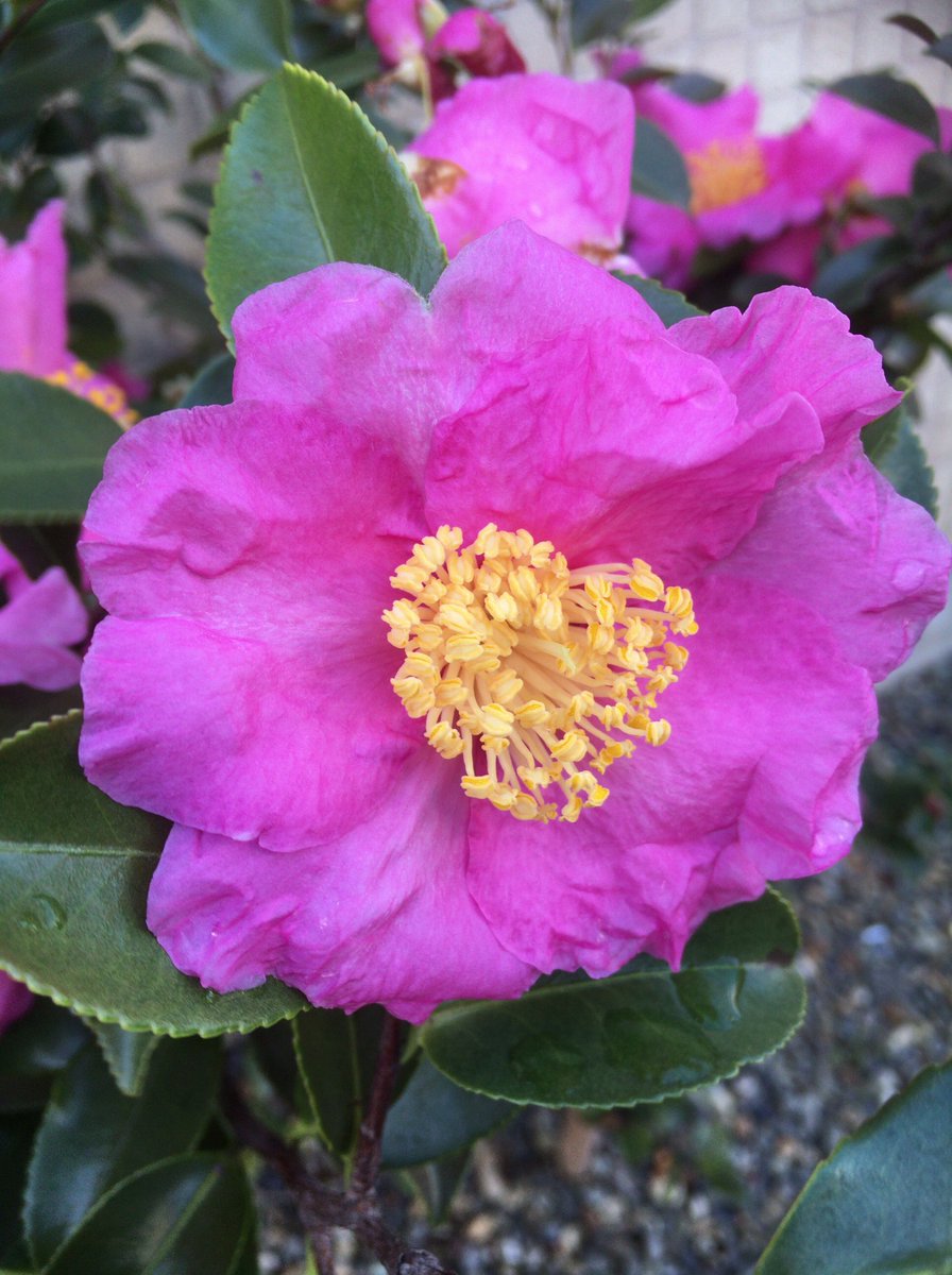 Chris Twitterren サザンカ 山茶花 花言葉 永遠の愛 困難にうち克つ 届け サザンカ 山茶花 花 椿 山茶花の花 さざんか 庭の木 庭 花壇 ガーデン Flower Flower はな ピンク色の山茶花 Chris Twitterren サザンカ 山茶花 花言葉 永遠の愛 困難にうち克つ 届け サザンカ 山茶花 花 椿 山茶花の花 さざんか 庭の木 庭 花壇 ガーデン Flower Flower はな ピンク色の山茶花