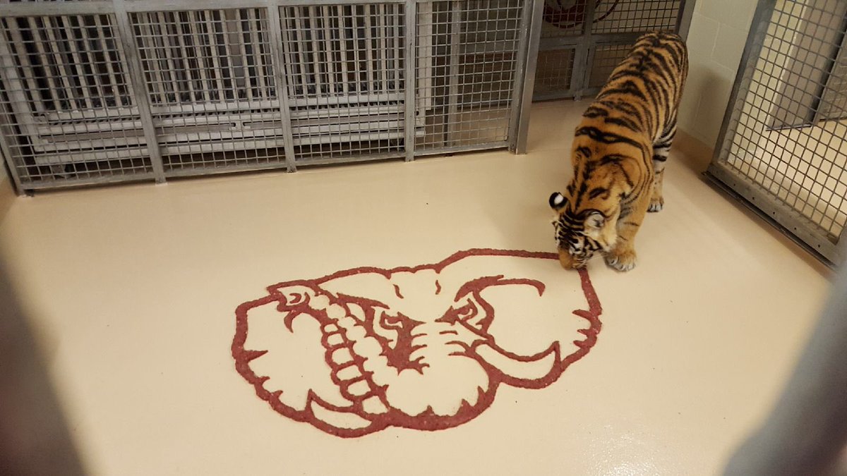 MikeTheTiger's tweet photo. Fueling up for the big game. Geaux Tigers! @LSUfootball https://t.co/L88KReJGzJ