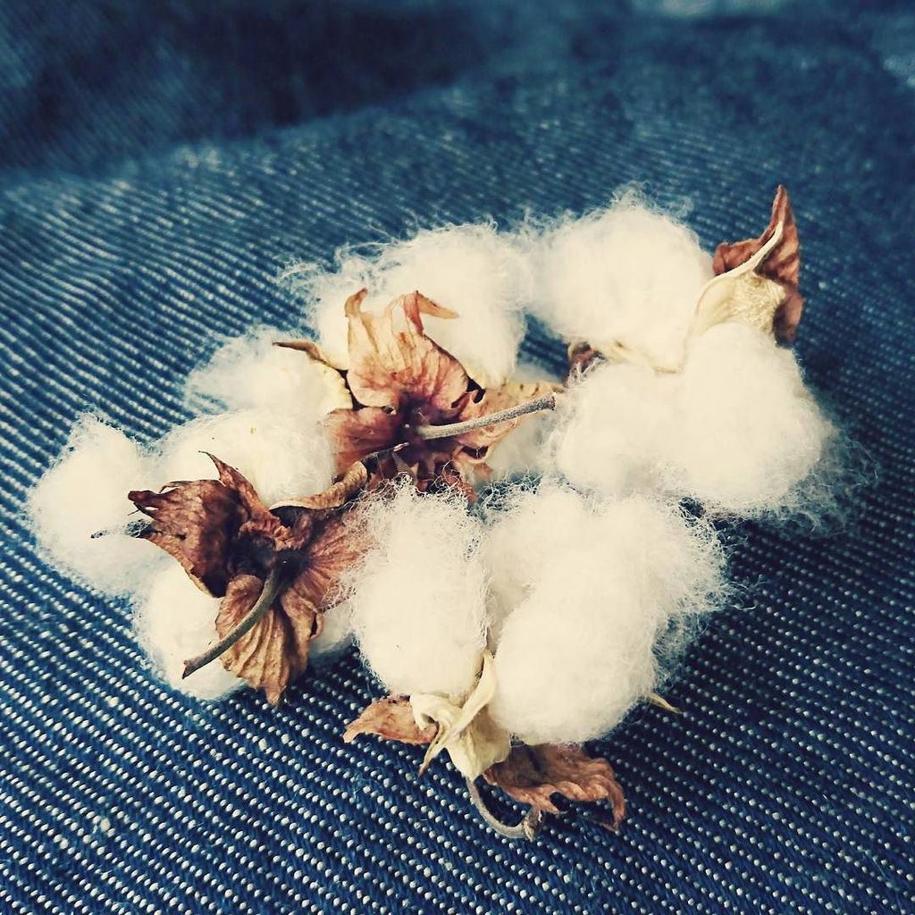 Cottonba Cottonba