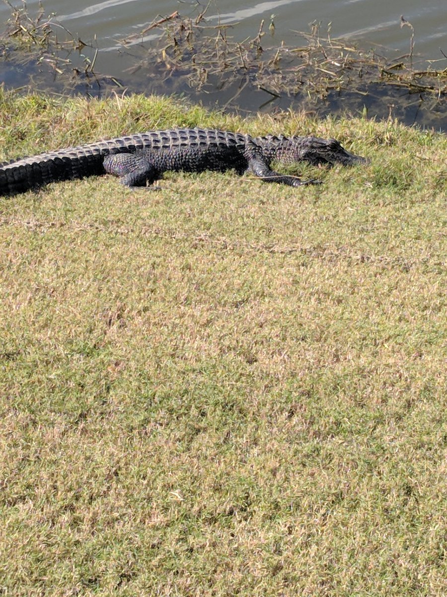 TrentStaggs2's tweet photo. Ending the week on a high! Awesome customer event on Louisiana! Even made some new friends..... https://t.co/C3nXcKgyQJ