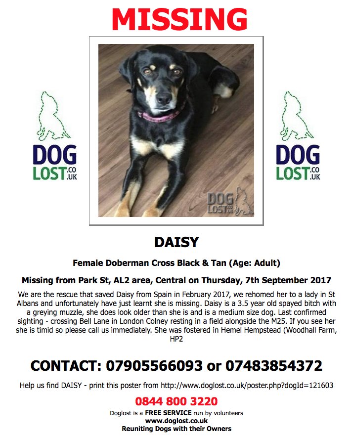 DogLostUK's tweet photo. #LOST DAISY
Female #Doberman Cross #StAlbans #AL2 
#Lostdog #ScanMe    https://t.co/XbD8E9UBf3 https://t.co/Tkxn3kj7JV