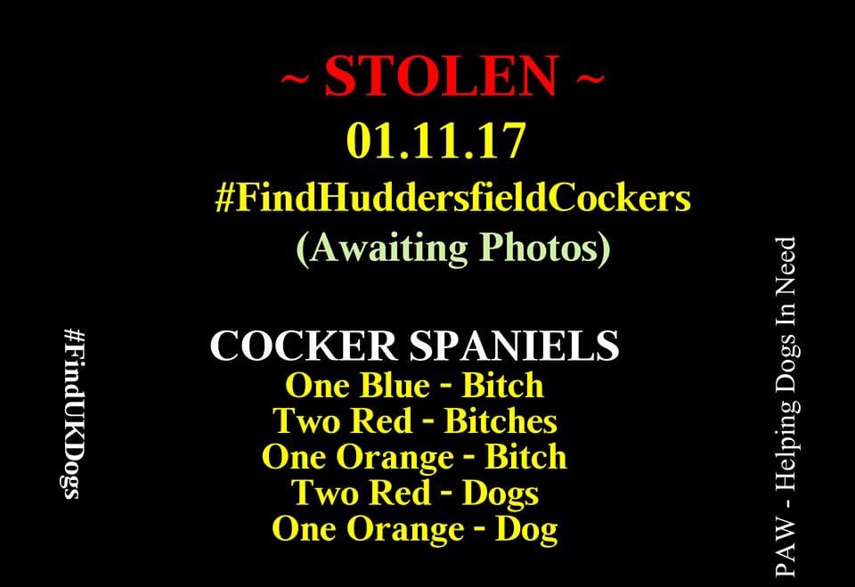 rosiedoc666's tweet photo. π₯ #STOLENπ₯1/11 #FindHuddersfieldCockers #HD9 anyone around #midnight see a van #A629 #A646 #M62 #A642 #A644 the dogs will be terrified #CCTV https://t.co/2uWtAWfbvo