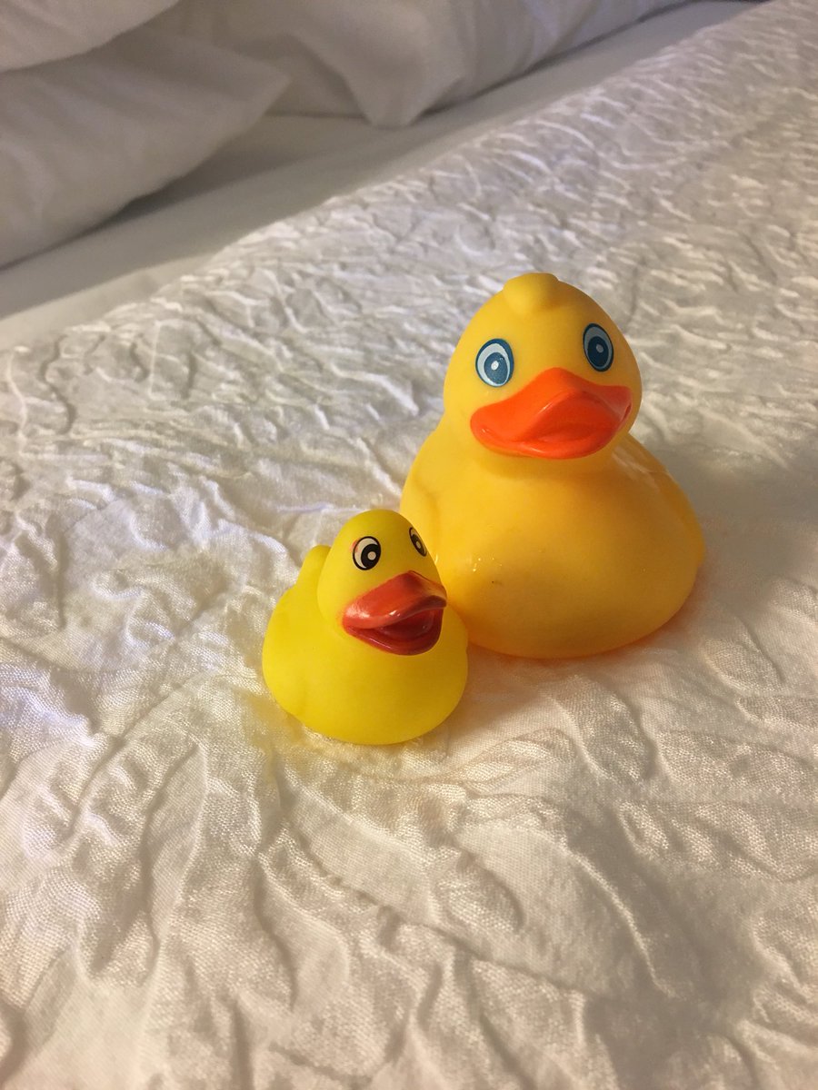 jazz_spazzz's tweet photo. Day 1) My nickname is little’s, I am shook. Day 2) ANOTHER showed up!! Someone is paying the hotel staff 😂😒 #SSUXC #Regionals #duckingcrazy https://t.co/CtJxZPA3zC