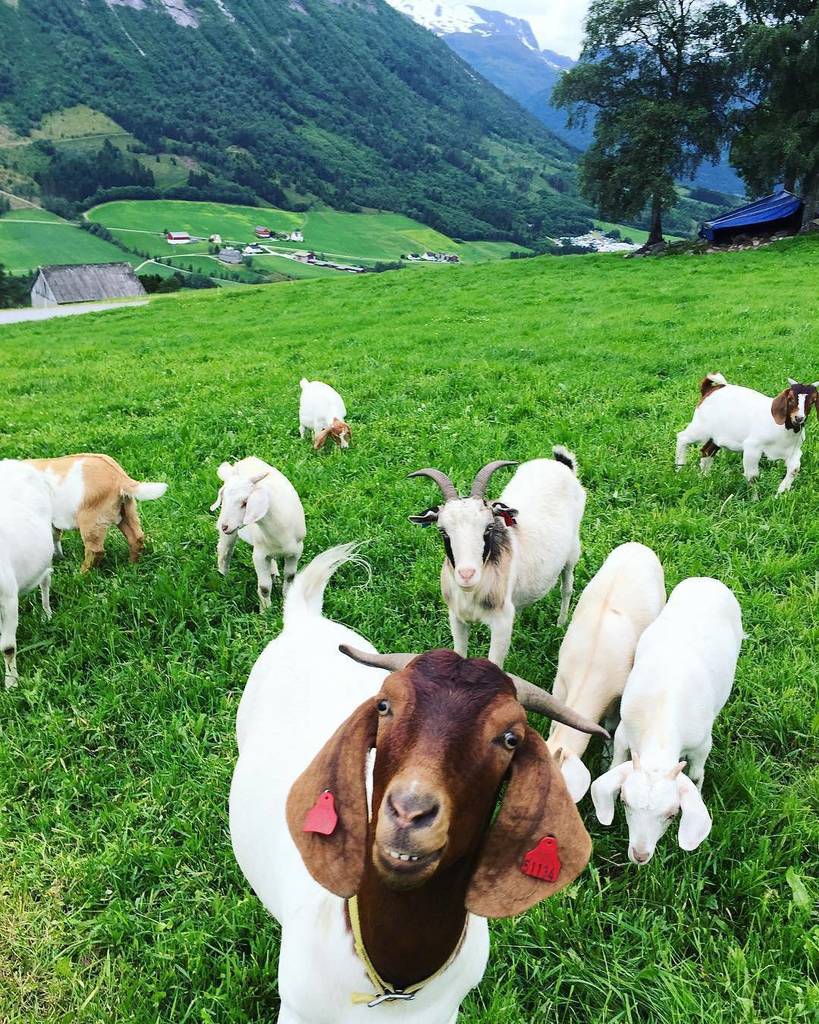 VisitNordfjord's tweet photo. Smile, it's Friday 😃 #Breim #Gloppen #Nordfjord #allinonefjord @visitnorway @fjordnorway #goats #norway 📷 @livejoh… https://t.co/katqMZJ81B https://t.co/ZkttixGMiv