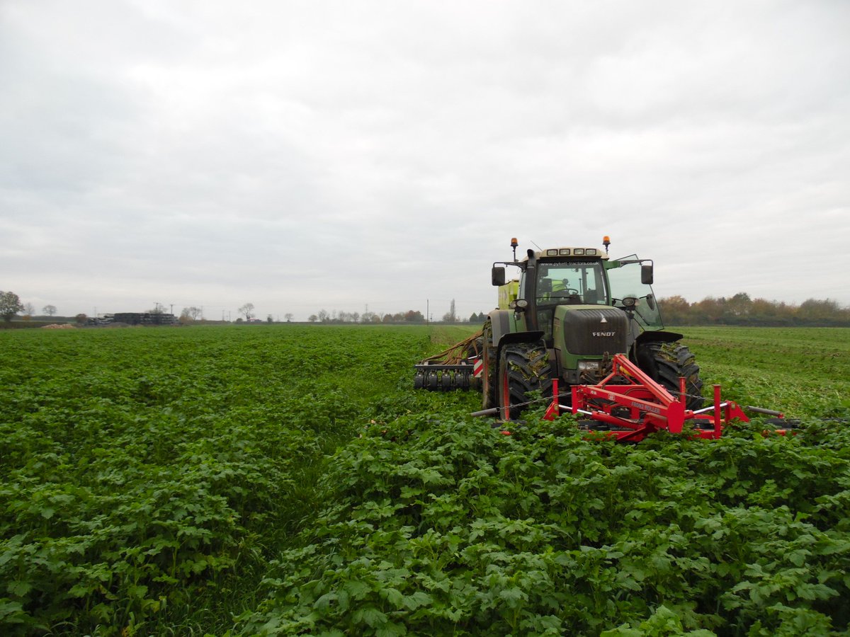 rac_contractors's tweet photo. Direct drilling beans into catch crop, @OPICOLtd @Heva_UK crimp roller &amp; @SkyAgriculture Easydrill. 2 different catch crop mixes. https://t.co/MOvXlTGQnT