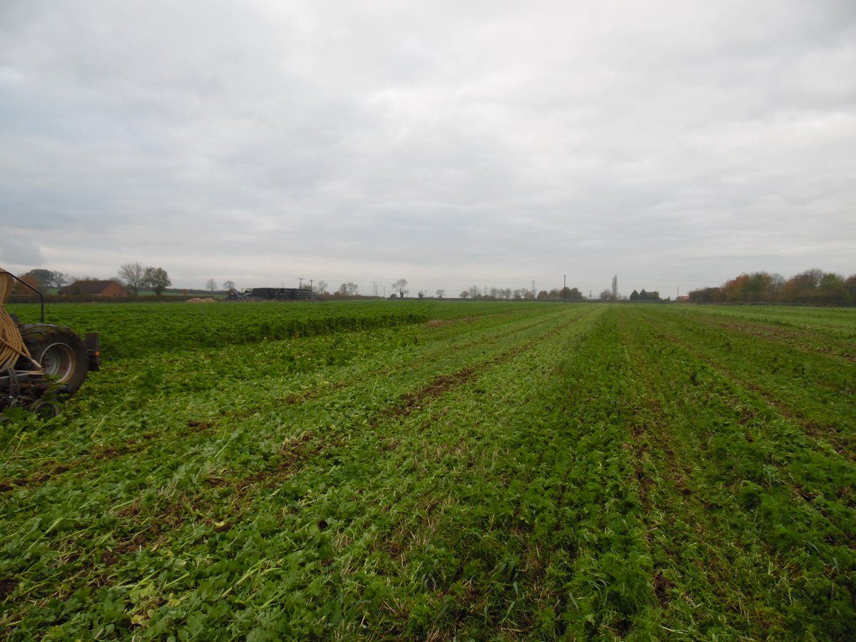rac_contractors's tweet photo. Direct drilling beans into catch crop, @OPICOLtd @Heva_UK crimp roller &amp; @SkyAgriculture Easydrill. 2 different catch crop mixes. https://t.co/MOvXlTGQnT