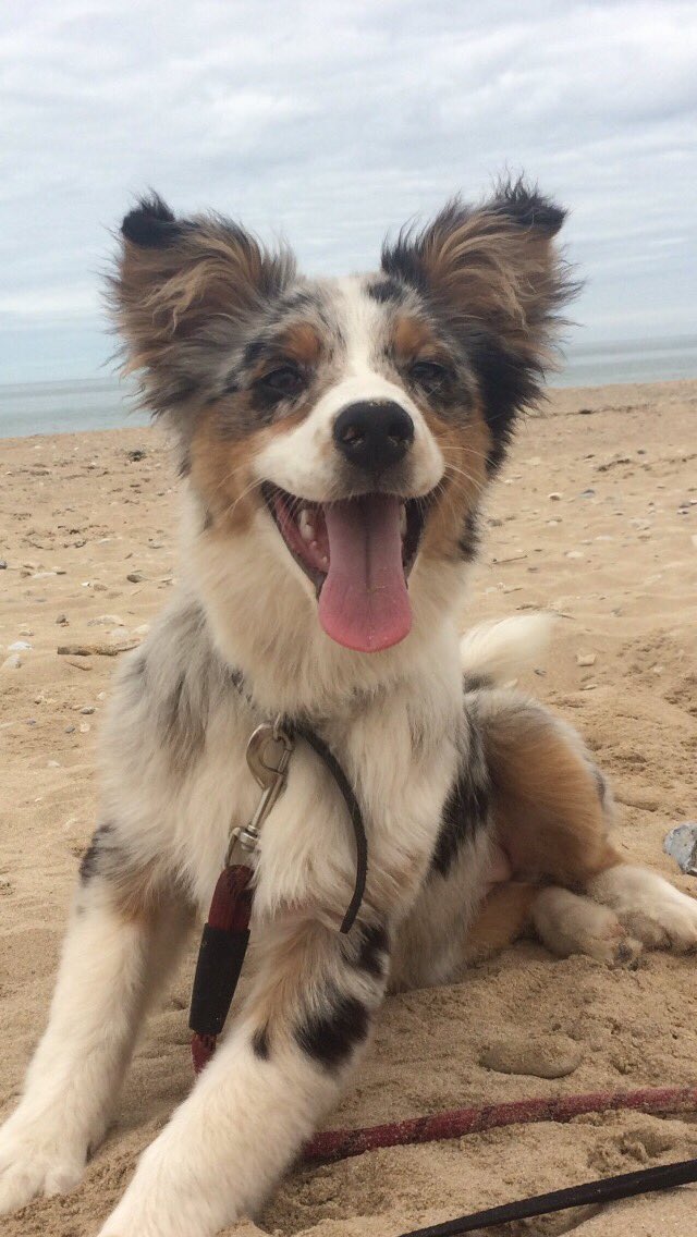 avalet11's tweet photo. #POSTETONCHIEN ma petite merveille❤️ https://t.co/qrdOU5EXeE