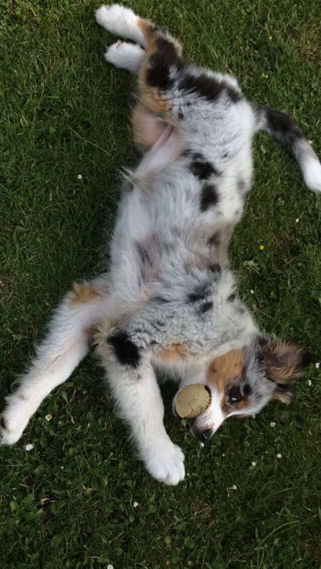 avalet11's tweet photo. #POSTETONCHIEN ma petite merveille❤️ https://t.co/qrdOU5EXeE