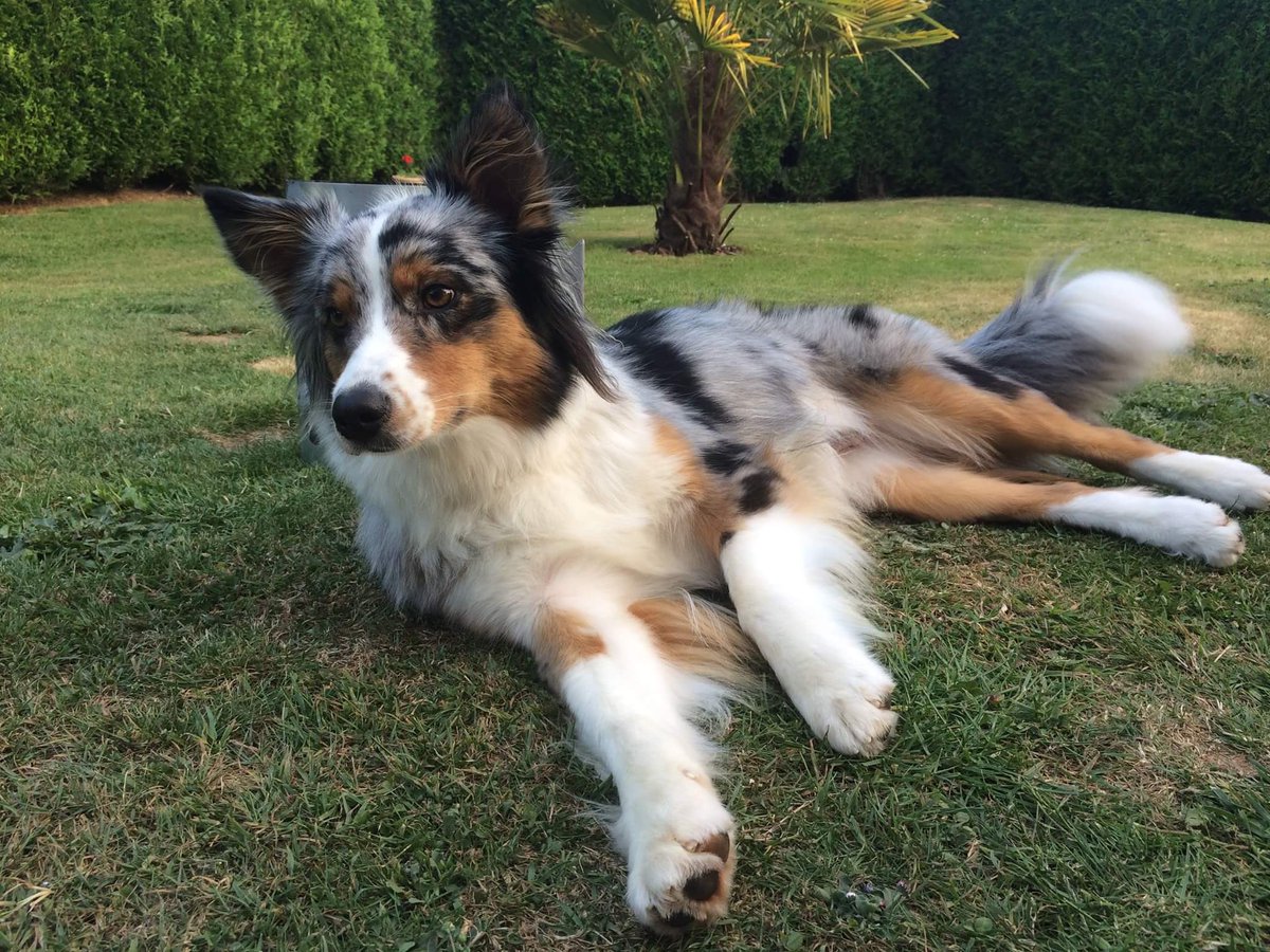 avalet11's tweet photo. #POSTETONCHIEN ma petite merveille❤️ https://t.co/qrdOU5EXeE