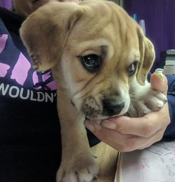 yadayadagame's tweet photo. @FordhamNYC  meet Smushball our Recycled Pets adoptable 8wk old bulldog pug puppy with our street team @s_spallina tonight, tomorrow and Sunday for homecoming 2017!  signup for our app game and get a puppy smooch! @yadayadagame https://t.co/GpNHrXmgyH