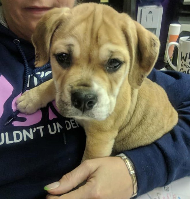 yadayadagame's tweet photo. @FordhamNYC  meet Smushball our Recycled Pets adoptable 8wk old bulldog pug puppy with our street team @s_spallina tonight, tomorrow and Sunday for homecoming 2017!  signup for our app game and get a puppy smooch! @yadayadagame https://t.co/GpNHrXmgyH