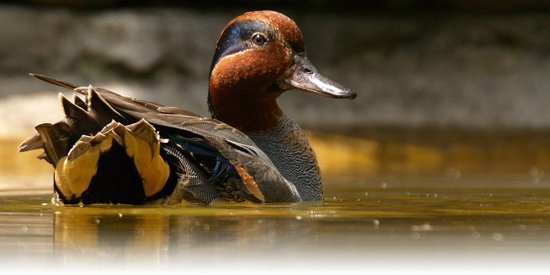 LandOfFishing's tweet photo. Before you go duck hunting, be sure to know the kinds of ducks you may encounter! #DuckHunting #KnowYourDucks 
https://t.co/RFiBnwv8Bc https://t.co/5YSw4WTxDD