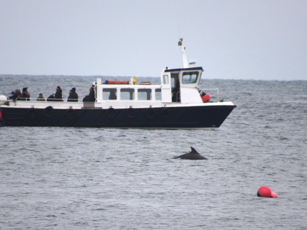 LimpetLaura's tweet photo. c20 (inc calves) bottlenose #dolphins just outside Seahouses harbour, Northumberland, this afternoon @thefarneislands @Gladtidings6 #northeasthour https://t.co/0W9WEIKCvx