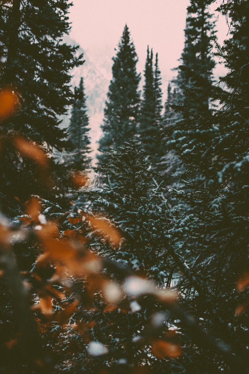 Mazalthan's tweet photo. In anticipation of Winter coming, I captured some forest scenes heavily inspired by the stunning landscapes in Game of Thrones. https://t.co/n6hQUvfIjN