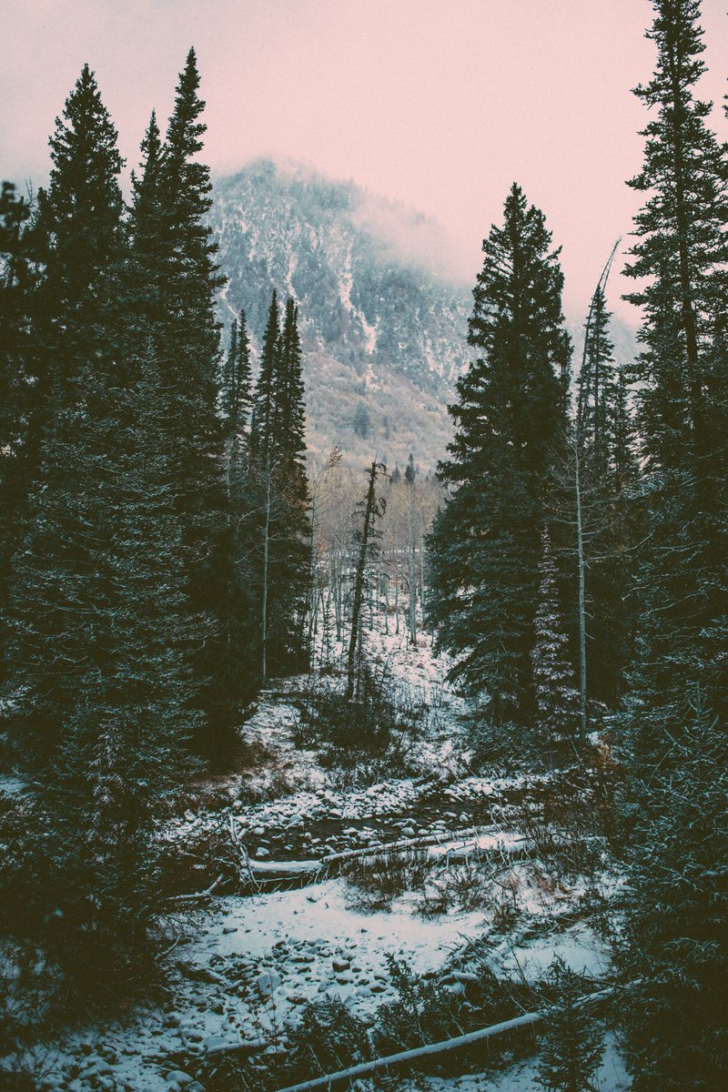 Mazalthan's tweet photo. In anticipation of Winter coming, I captured some forest scenes heavily inspired by the stunning landscapes in Game of Thrones. https://t.co/n6hQUvfIjN