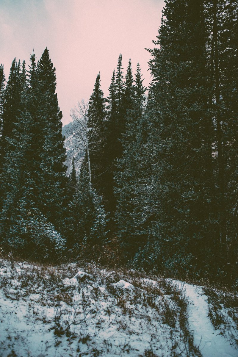 Mazalthan's tweet photo. In anticipation of Winter coming, I captured some forest scenes heavily inspired by the stunning landscapes in Game of Thrones. https://t.co/n6hQUvfIjN