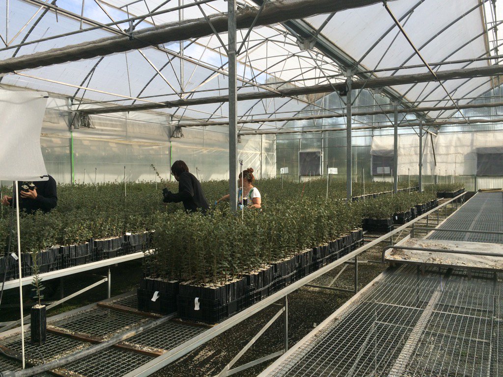 Today sampling #truffle trees in our nursery